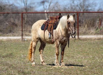 American Quarter Horse, Giumenta, 13 Anni, 122 cm, Baio