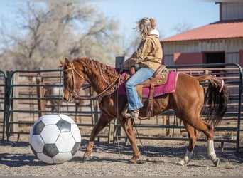 American Quarter Horse Mix, Giumenta, 13 Anni, 142 cm, Sauro ciliegia