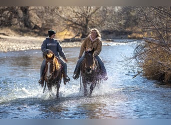 American Quarter Horse Mix, Giumenta, 13 Anni, 142 cm, Sauro ciliegia