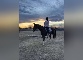 American Quarter Horse Mix, Giumenta, 13 Anni, 142 cm, Sauro ciliegia