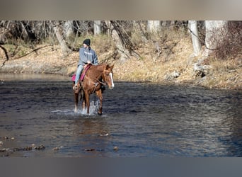 American Quarter Horse Mix, Giumenta, 13 Anni, 142 cm, Sauro ciliegia