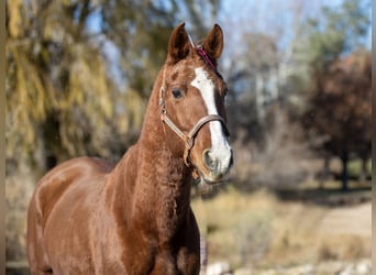 American Quarter Horse Mix, Giumenta, 13 Anni, 142 cm, Sauro ciliegia