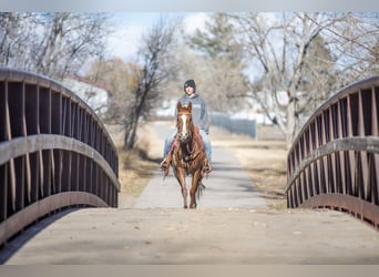 American Quarter Horse Mix, Giumenta, 13 Anni, 142 cm, Sauro ciliegia