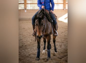 American Quarter Horse, Giumenta, 13 Anni, 145 cm, Baio