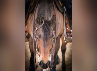 American Quarter Horse, Giumenta, 13 Anni, 145 cm, Baio