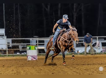 American Quarter Horse, Giumenta, 13 Anni, 145 cm, Baio ciliegia