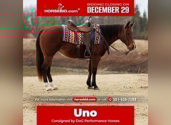 American Quarter Horse, Giumenta, 13 Anni, 145 cm, Baio ciliegia