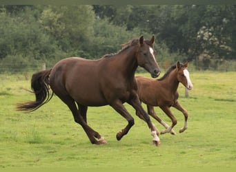 American Quarter Horse, Giumenta, 13 Anni, 145 cm, Sauro