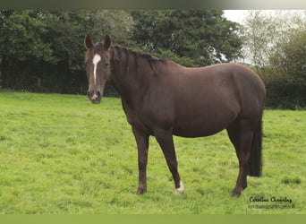 American Quarter Horse, Giumenta, 13 Anni, 145 cm, Sauro scuro