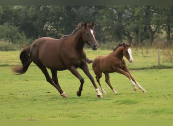 American Quarter Horse, Giumenta, 13 Anni, 145 cm, Sauro scuro