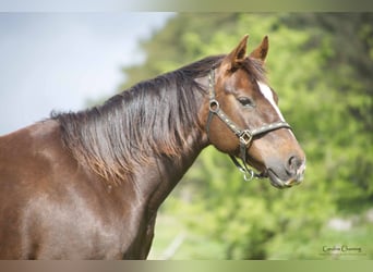 American Quarter Horse, Giumenta, 13 Anni, 145 cm, Sauro scuro