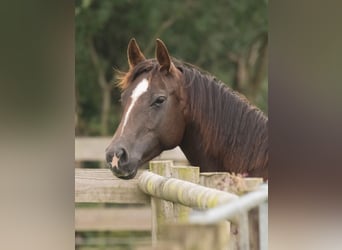 American Quarter Horse, Giumenta, 13 Anni, 145 cm, Sauro scuro