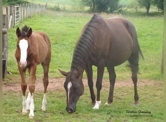 American Quarter Horse, Giumenta, 13 Anni, 145 cm, Sauro scuro