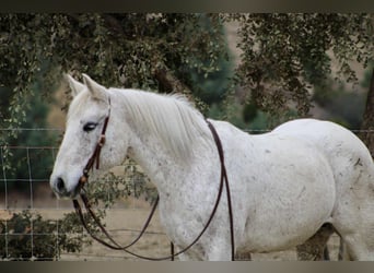 American Quarter Horse, Giumenta, 13 Anni, 147 cm, Grigio