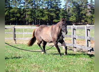 American Quarter Horse, Giumenta, 13 Anni, 147 cm, Grullo