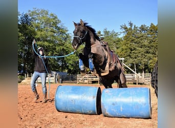 American Quarter Horse, Giumenta, 13 Anni, 147 cm, Grullo
