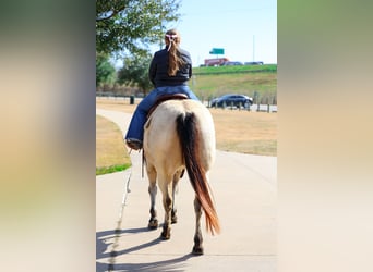 American Quarter Horse, Giumenta, 13 Anni, 147 cm, Pelle di daino