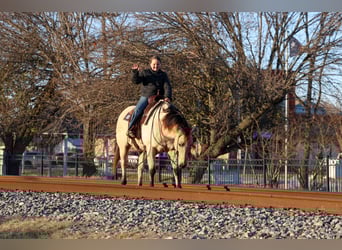 American Quarter Horse, Giumenta, 13 Anni, 147 cm, Pelle di daino