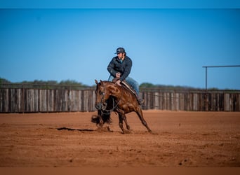 American Quarter Horse, Giumenta, 13 Anni, 147 cm, Sauro ciliegia