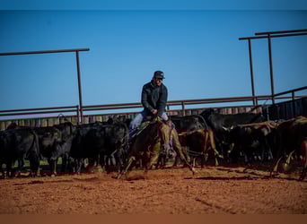American Quarter Horse, Giumenta, 13 Anni, 147 cm, Sauro ciliegia
