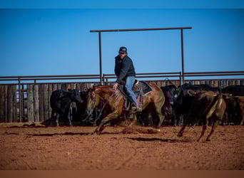American Quarter Horse, Giumenta, 13 Anni, 147 cm, Sauro ciliegia