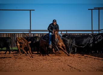 American Quarter Horse, Giumenta, 13 Anni, 147 cm, Sauro ciliegia