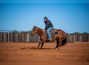 American Quarter Horse, Giumenta, 13 Anni, 147 cm, Sauro ciliegia
