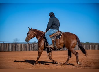 American Quarter Horse, Giumenta, 13 Anni, 147 cm, Sauro ciliegia