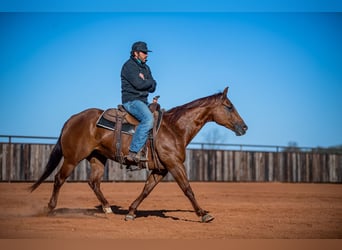 American Quarter Horse, Giumenta, 13 Anni, 147 cm, Sauro ciliegia