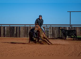 American Quarter Horse, Giumenta, 13 Anni, 147 cm, Sauro ciliegia