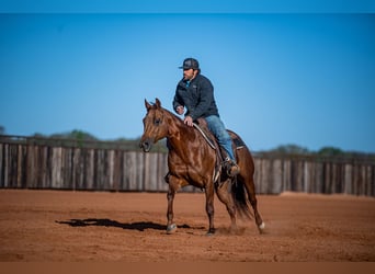 American Quarter Horse, Giumenta, 13 Anni, 147 cm, Sauro ciliegia