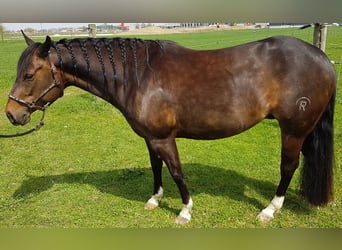 American Quarter Horse, Giumenta, 13 Anni, 149 cm, Baio scuro