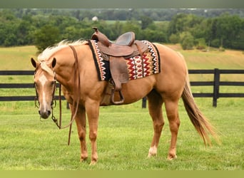 American Quarter Horse, Giumenta, 13 Anni, 150 cm, Palomino