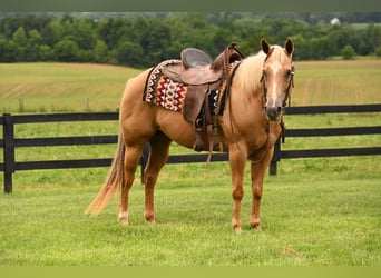 American Quarter Horse, Giumenta, 13 Anni, 150 cm, Palomino