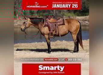 American Quarter Horse, Giumenta, 13 Anni, 150 cm, Pelle di daino