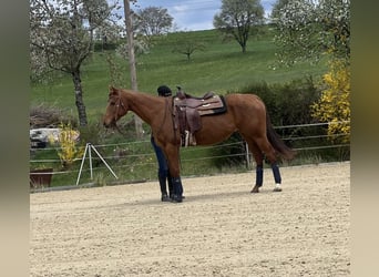 American Quarter Horse, Giumenta, 13 Anni, 150 cm, Sauro