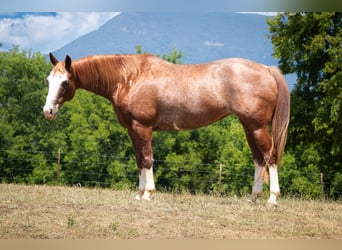 American Quarter Horse, Giumenta, 13 Anni, 150 cm, Sauro ciliegia