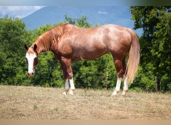 American Quarter Horse, Giumenta, 13 Anni, 150 cm, Sauro ciliegia