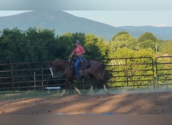 American Quarter Horse, Giumenta, 13 Anni, 150 cm, Sauro ciliegia