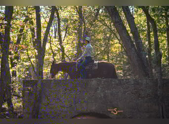 American Quarter Horse, Giumenta, 13 Anni, 150 cm, Sauro ciliegia