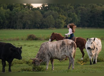 American Quarter Horse, Giumenta, 13 Anni, 150 cm, Sauro ciliegia