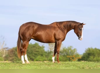 American Quarter Horse, Giumenta, 13 Anni, 150 cm, Sauro ciliegia