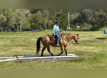 American Quarter Horse, Giumenta, 13 Anni, 152 cm, Falbo