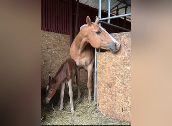 American Quarter Horse, Giumenta, 13 Anni, 153 cm, Palomino