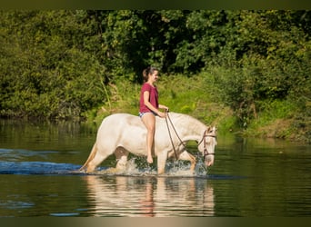 American Quarter Horse, Giumenta, 13 Anni, 154 cm, Champagne