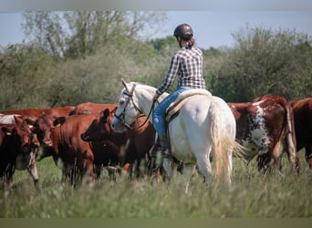 American Quarter Horse, Giumenta, 13 Anni, 154 cm, Champagne