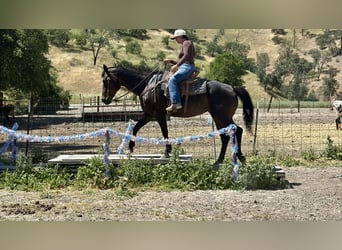 American Quarter Horse, Giumenta, 13 Anni, 155 cm, Baio
