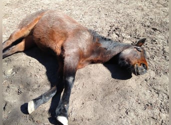 American Quarter Horse, Giumenta, 13 Anni, 155 cm, Baio scuro