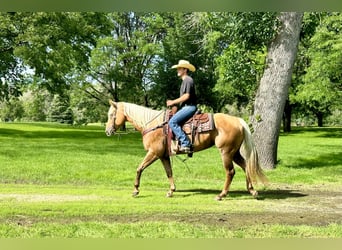 American Quarter Horse, Giumenta, 13 Anni, 157 cm, Palomino