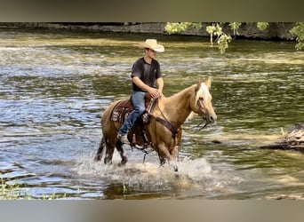 American Quarter Horse, Giumenta, 13 Anni, 157 cm, Palomino